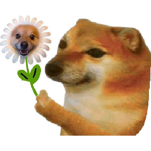 dogOrFlower